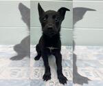 Small Border Collie Mix