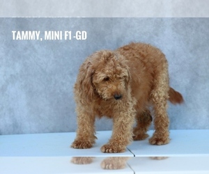 Mother of the Goldendoodle puppies born on 01/25/2025