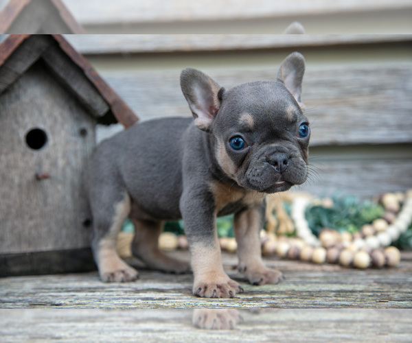 Medium Photo #23 French Bulldog Puppy For Sale in BALTIC, OH, USA