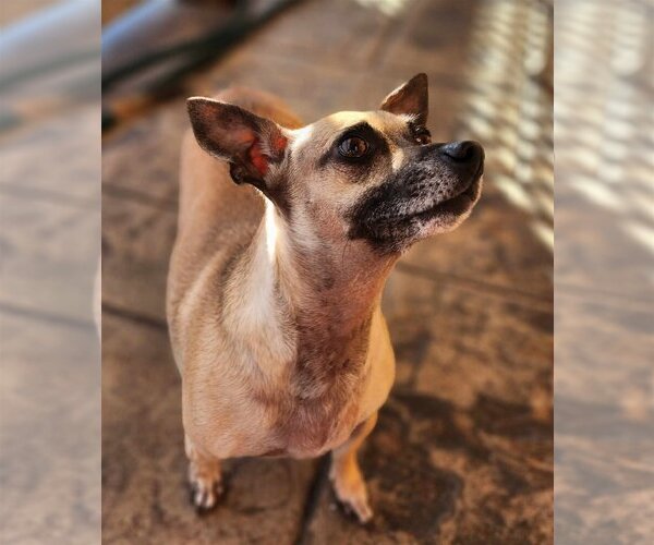 Medium Photo #4 Chiweenie Puppy For Sale in Phoenix, AZ, USA