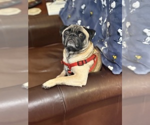Mother of the Pug puppies born on 04/03/2026