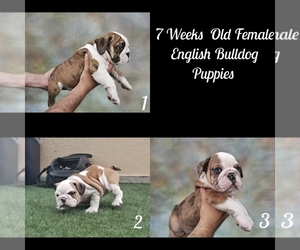 English Bulldog Puppy for sale in GLASSELL, CA, USA