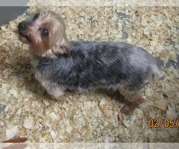 Medium Photo #6 Yorkshire Terrier Puppy For Sale in CARROLLTON, GA, USA