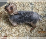 Small Photo #6 Yorkshire Terrier Puppy For Sale in CARROLLTON, GA, USA