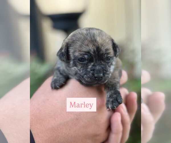 Medium Photo #5 Chi-Poo (Miniature) Puppy For Sale in Corona, CA, USA