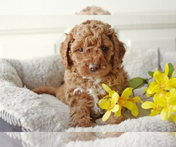 Medium Photo #1 English Cocker Spaniel-Poodle (Miniature) Mix Puppy For Sale in SALEM, MO, USA