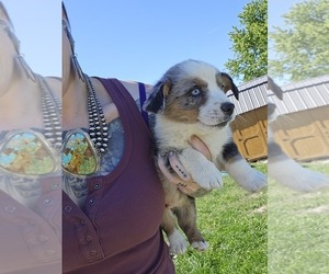 Pembroke Welsh Corgi Puppy for sale in MILTON, WI, USA