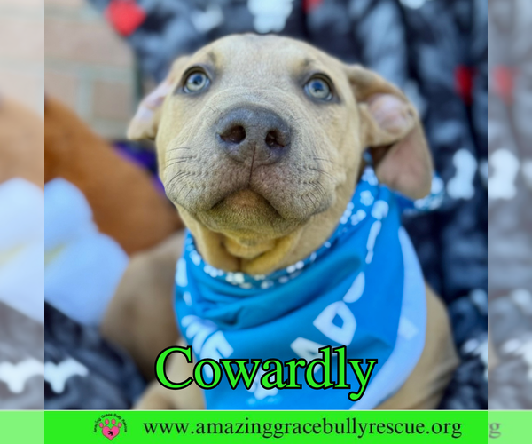 Medium Photo #8 Bulldog-Labrador Retriever Mix Puppy For Sale in Pensacola, FL, USA