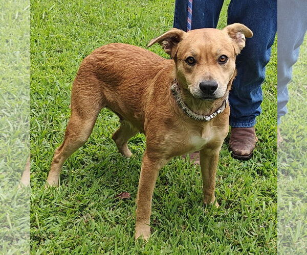 Medium Photo #8 Labrador Retriever-Unknown Mix Puppy For Sale in Talladega, AL, USA