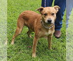 Small #7 Labrador Retriever Mix