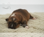 Small Photo #7 Pembroke Welsh Corgi Puppy For Sale in CRESTVIEW, FL, USA