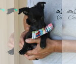 Small #1 Cairn Terrier