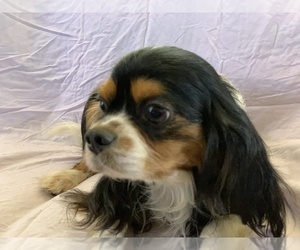 Father of the Cavalier King Charles Spaniel puppies born on 08/03/2025