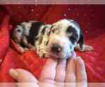 Small #10 Great Dane