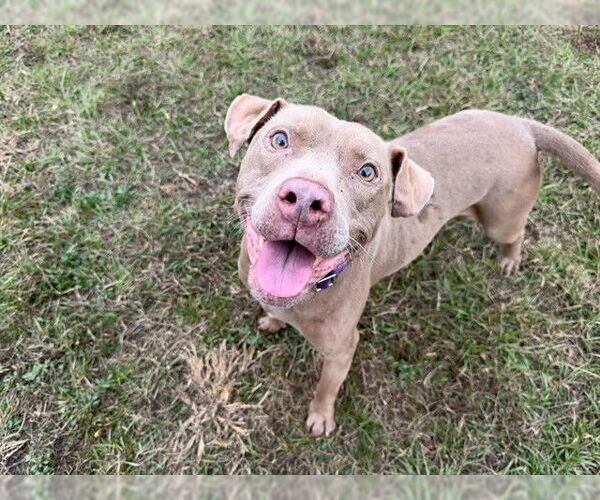 Medium Photo #2 American Pit Bull Terrier Puppy For Sale in Ocala, FL, USA