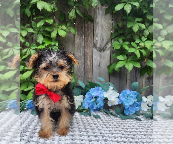 Medium Photo #4 Yorkshire Terrier Puppy For Sale in INDIANAPOLIS, IN, USA