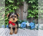 Small #3 Yorkshire Terrier