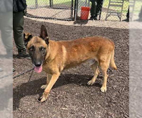 Medium Photo #3 Mutt Puppy For Sale in Imlay City, MI, USA