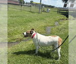 Small #6 American Pit Bull Terrier Mix