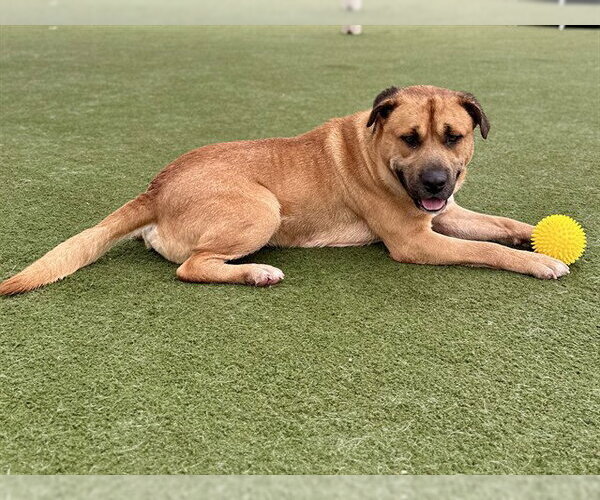 Medium Photo #3 Mutt Puppy For Sale in Martinez, CA, USA