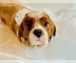 Small Photo #3 Cavalier King Charles Spaniel Puppy For Sale in SPRING BRANCH, TX, USA