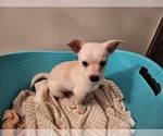 Small Photo #4 Chihuahua Puppy For Sale in MARIETTA, GA, USA