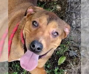 Labrador Retriever-Unknown Mix Dogs for adoption in Canton, CT, USA