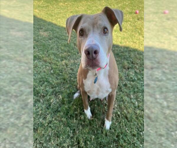 Medium Photo #2 American Pit Bull Terrier-Unknown Mix Puppy For Sale in Plano, TX, USA