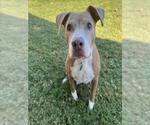 Small #1 American Pit Bull Terrier Mix