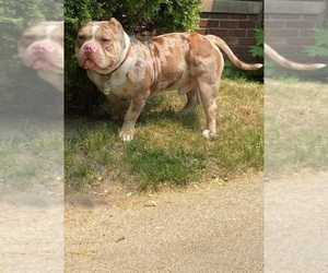 Father of the American Bully puppies born on 10/16/2023