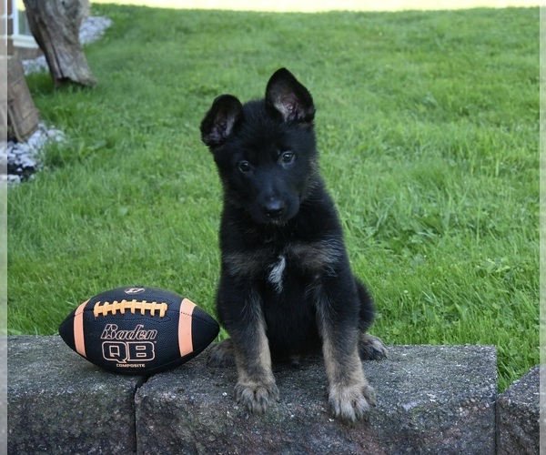 Medium Photo #1 German Shepherd Dog Puppy For Sale in MILLERSBURG, OH, USA