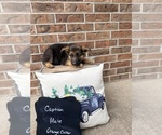 Small #11 German Shepherd Dog
