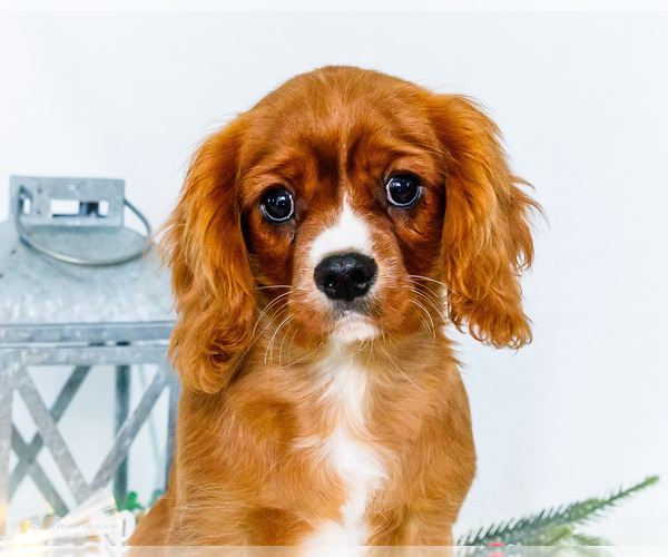 Medium Photo #1 Cavalier King Charles Spaniel Puppy For Sale in WAKARUSA, IN, USA