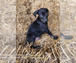 Catahoula Leopard Dog Puppy for sale in CUMBY, TX, USA