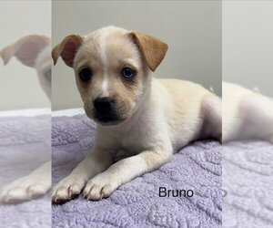 Pomsky Dogs for adoption in Lancaster, PA, USA
