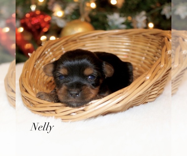 Medium Photo #1 Yorkshire Terrier Puppy For Sale in HILLSBORO, TX, USA