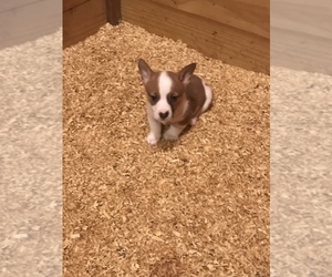 Cojack Puppy for sale in BROOKER, FL, USA