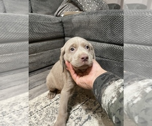 Labrador Retriever Puppy for Sale in DES MOINES, Iowa USA