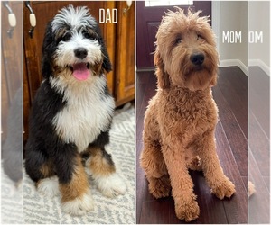 Mother of the Golden Mountain Doodle  puppies born on 07/04/2025
