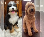 Small Photo #1 Golden Mountain Doodle  Puppy For Sale in SOMERSET, TX, USA