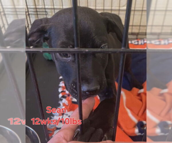 Medium Photo #1 Labrador Retriever-Unknown Mix Puppy For Sale in Sheboygan, WI, USA