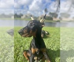 Small Photo #2 Doberman Pinscher Puppy For Sale in NAPLES, FL, USA