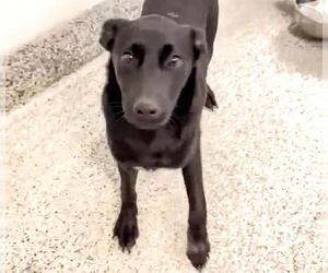 Labrador Retriever-Unknown Mix Dogs for adoption in Houston, TX, USA