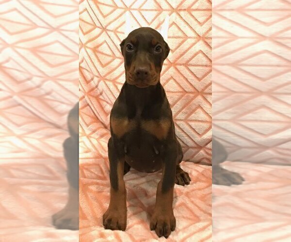 Medium Photo #3 Doberman Pinscher Puppy For Sale in BOVEY, MN, USA