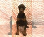 Small Photo #3 Doberman Pinscher Puppy For Sale in BOVEY, MN, USA