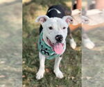 Small #2 American Pit Bull Terrier Mix