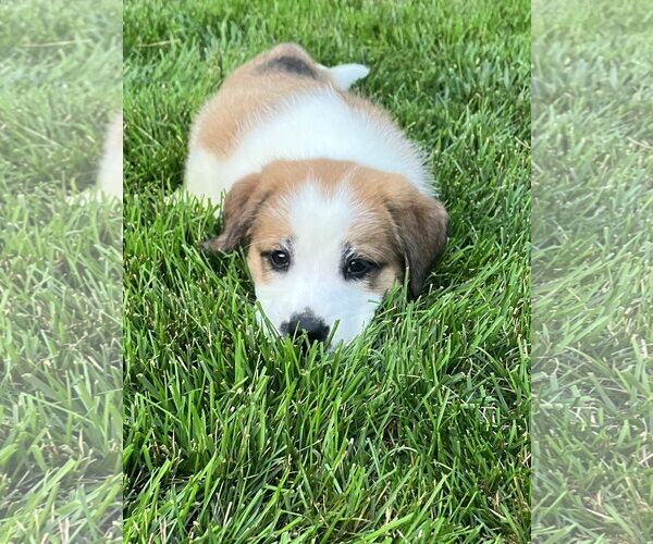 Medium Photo #3 Great Pyrenees-Unknown Mix Puppy For Sale in Plainfield, IL, USA