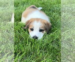 Small #2 Great Pyrenees Mix