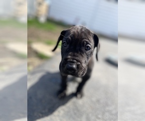 Great Dane Puppy for Sale in FRANKLIN PARK, Illinois USA