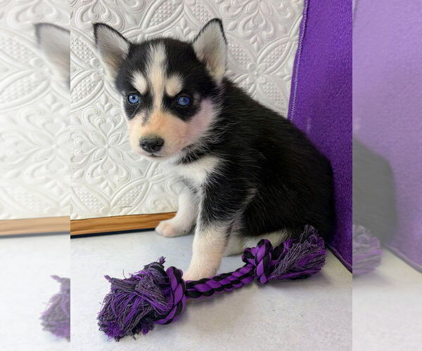 Medium Photo #7 Siberian Husky Puppy For Sale in MOUNT AYR, IA, USA